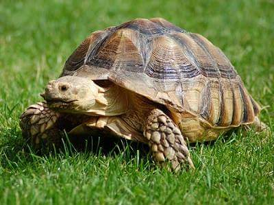 tortoise in hindi