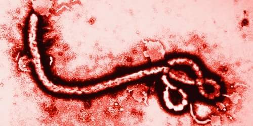 Ebola Virus in Hindi