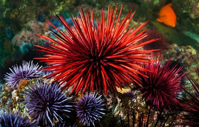 Sea Urchin in Hindi